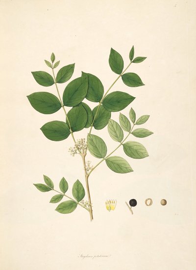 Illustration of Strychnos potatorum, Loganiaceae by anonymus